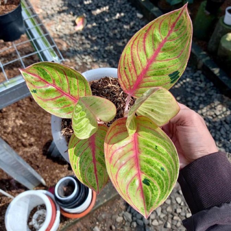 ANAKAN AGLONEMA GOLIATH TRAH MERAH ASLI DAUN 1-2-3