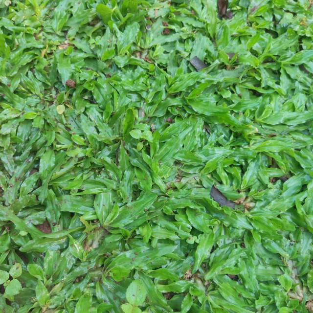 Bibit rumput gajah mini murah - rumput gajah mini murah - rumput gajah mini