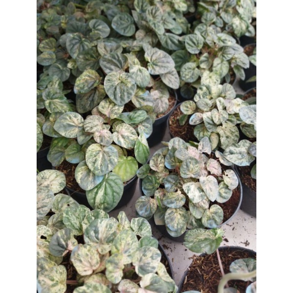 Peperomia dolar varigata