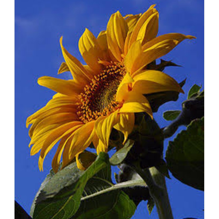 PROMO BIBIT BUNGA MATAHARI (beli 5 gratis 1)