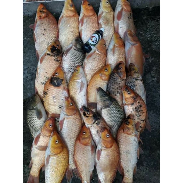 ESSEN SPECIAL IJO BONEK ANTI BONCOS