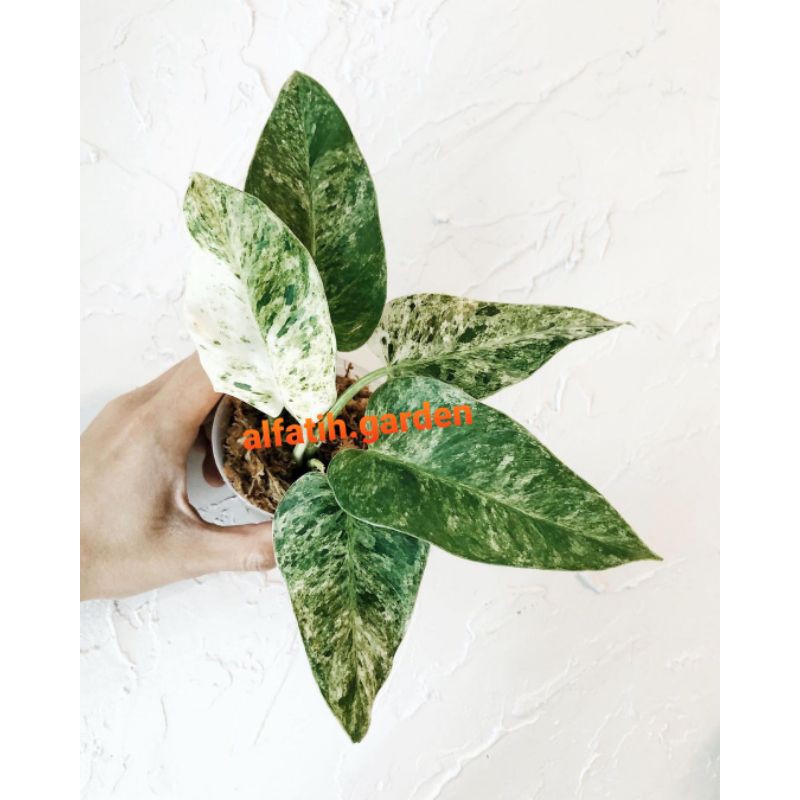 philodendron giganteum varigata