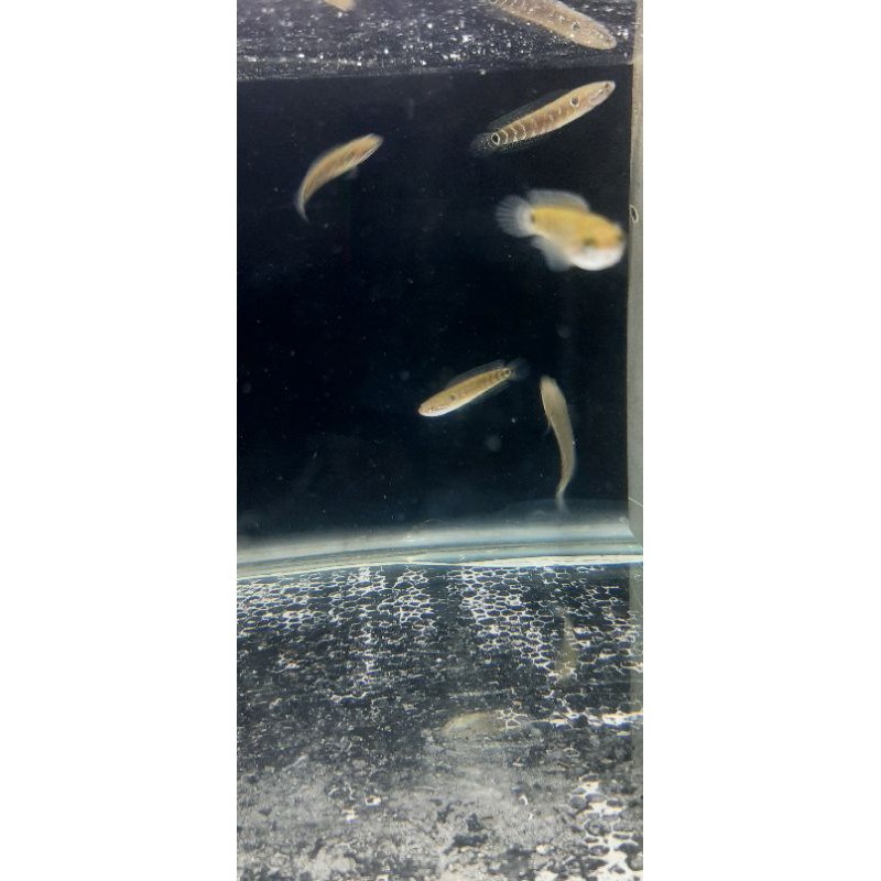 channa asiatica ws pure, asiatica ws, chana asiatica 7-8cm