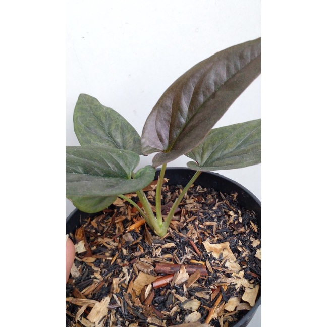 SYNGONIUM RED ARROW TANAMAN HIAS SYNGONIUM BLACK TANAMAN BUNGA  SYNGONIUM