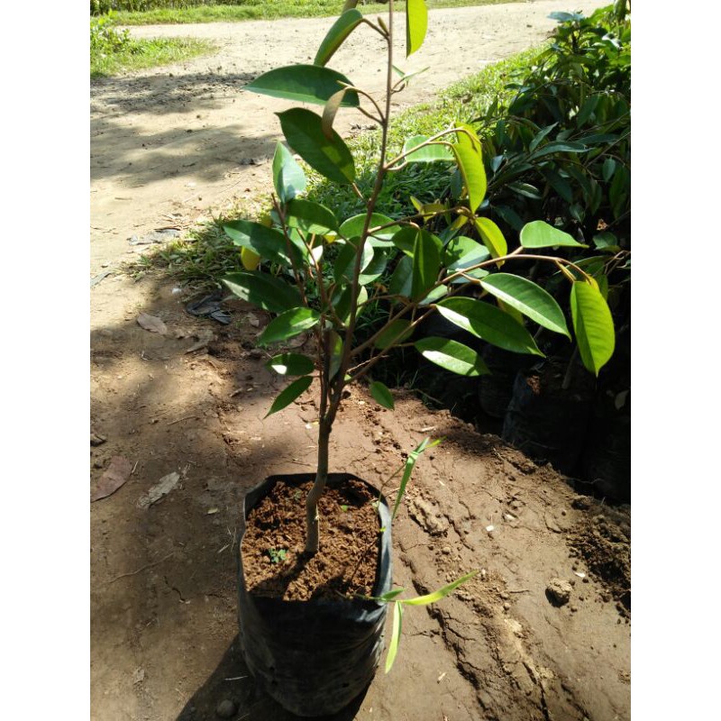 bibit durian montong okulasi