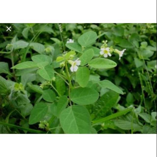 

[PPROMO] 500gram Daun Belimbing Tanah atau Calincing Segar