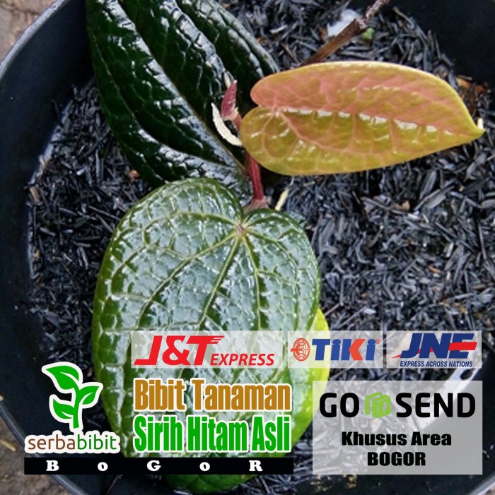 Sirih Hitam Asli