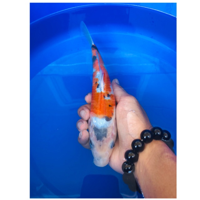 Koi Blitar Sanke 23cm