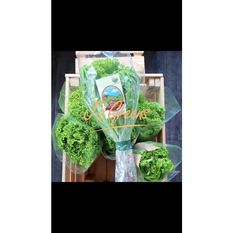 

Selada Keriting Organik Living Organic
