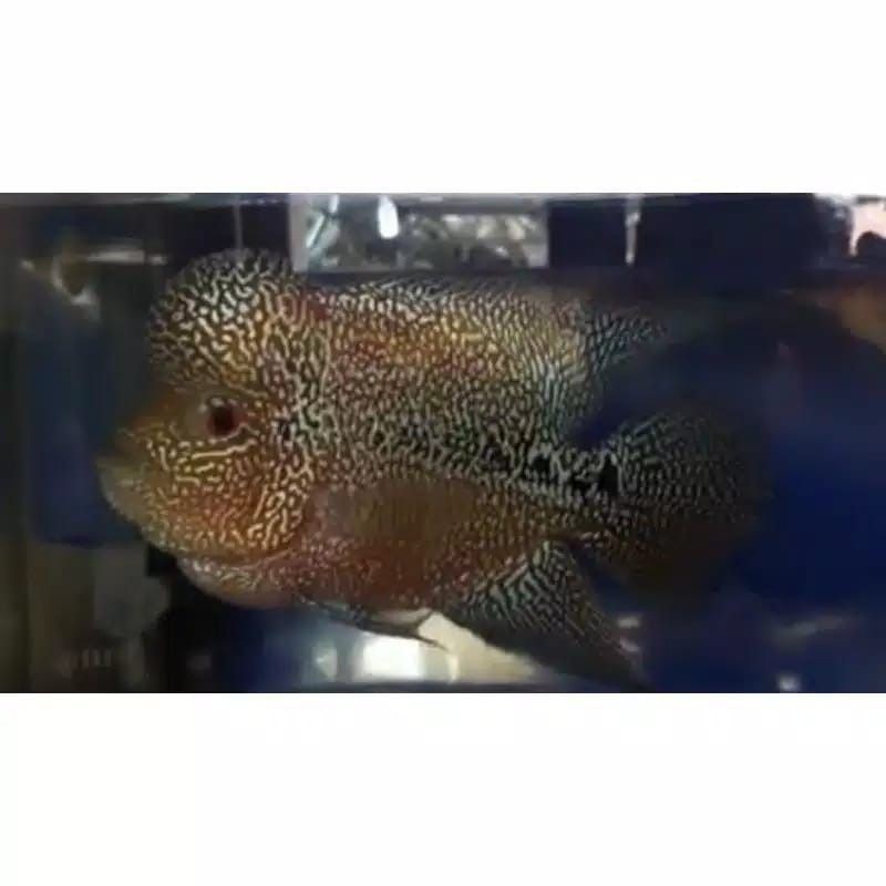 ikan lohan/louhan CENCU burayak ikan louhan murah // GARANSI ganti jika IKan mati