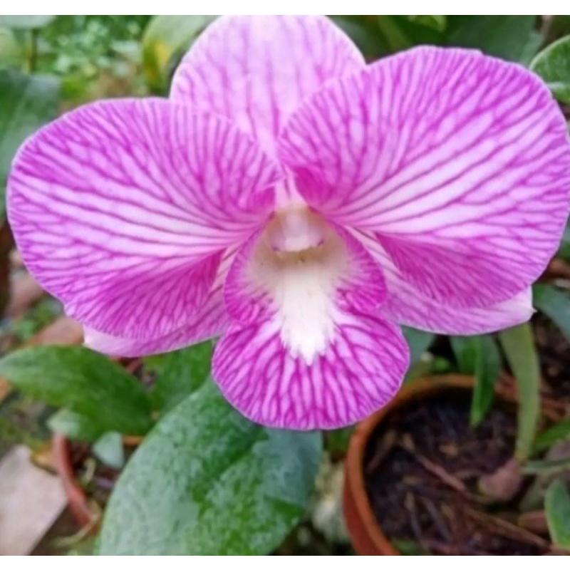 Anggrek Dendrobium Bunga(ungu)