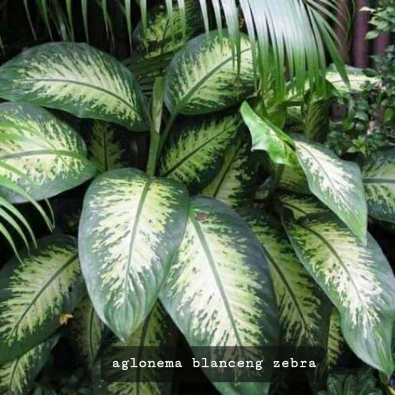 aglonema blanceng zebra