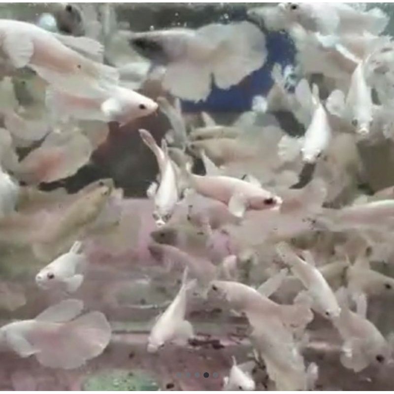 IKAN CUPANG HALFMOON DUMBO EAR