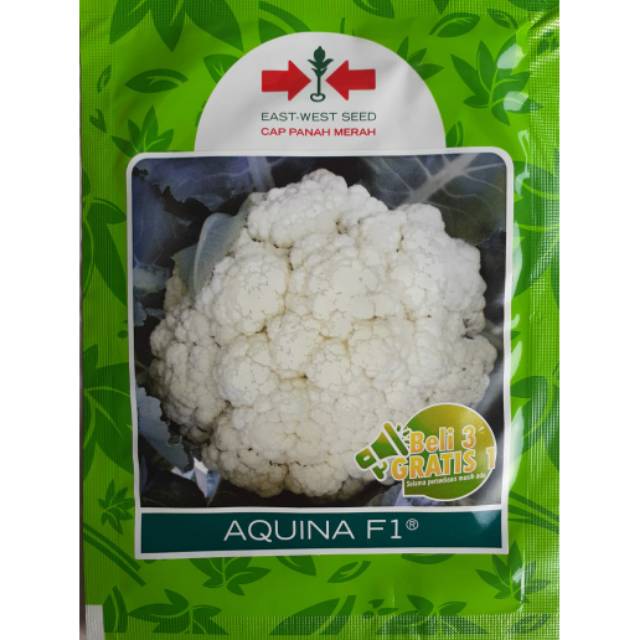 Bunga Kol Aquina 10gr