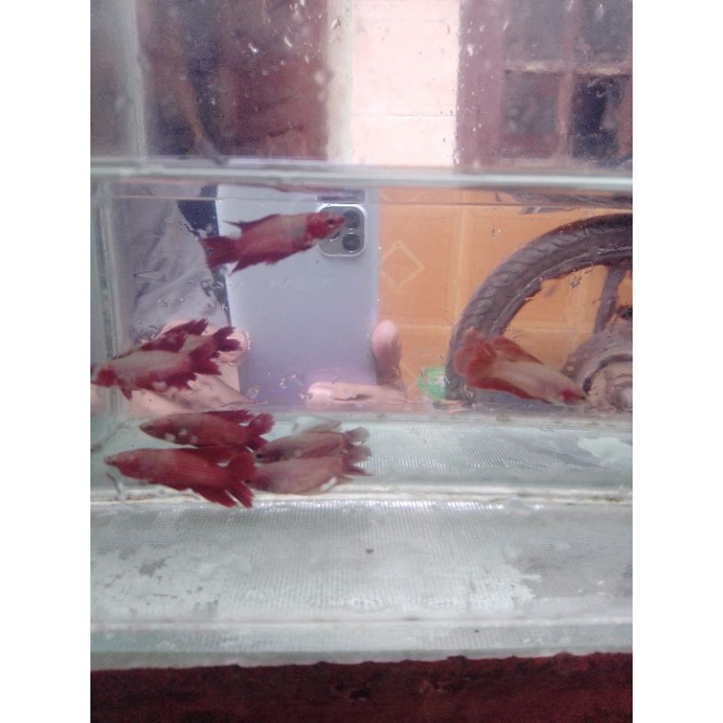 CUPANG  DOUBLE TAIL SUPER READ REAL PICK UKURAN S