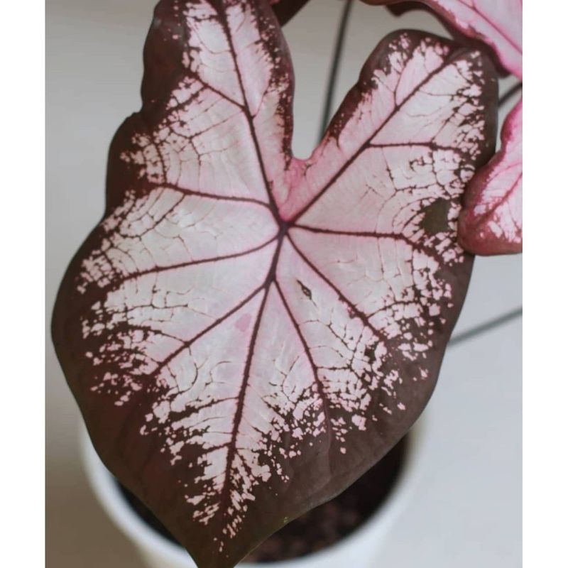 Umbi Caladium Julantrekoon - keladi hias hybrid import