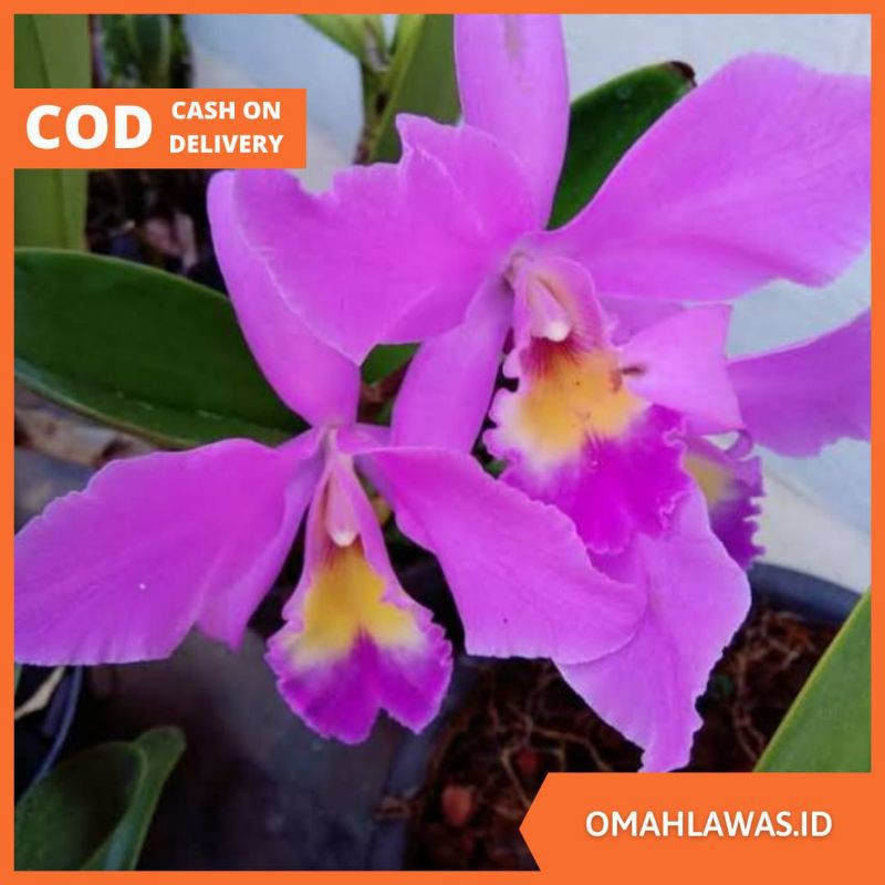 Anggrek Cattleya Seedling Hybrid - Bibit Anggrek Cattleya Seedling Hybrid