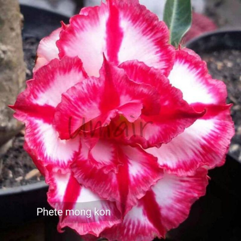 Adenium Bunga tumpuk Id PMK