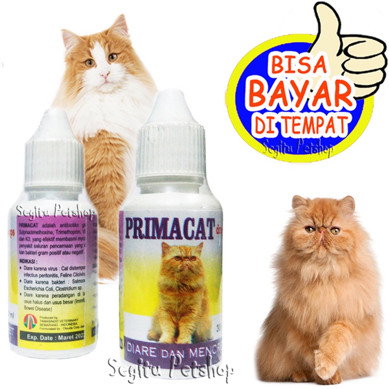 Obat Diare Mencret Kucing Primacat