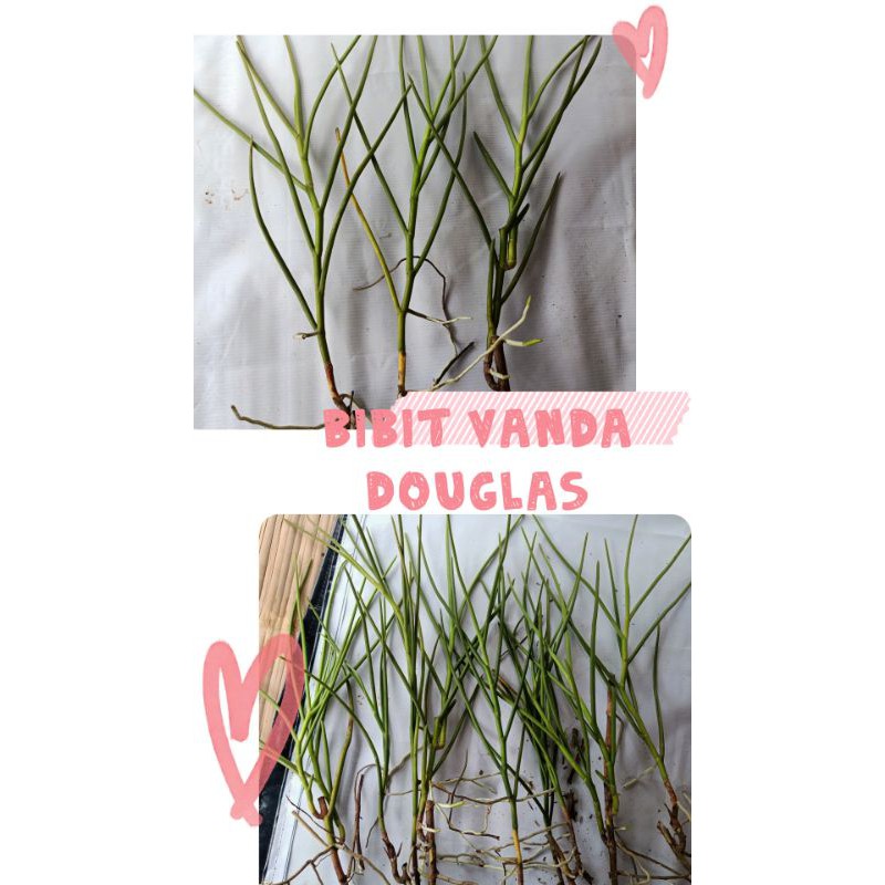 Bibit Anggrek Vanda Douglas - Bibit Anggrek Tanah