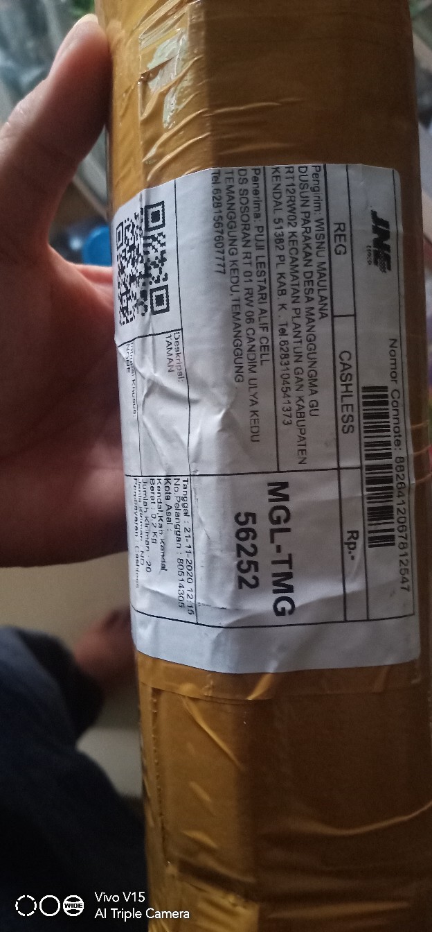 Bibit Umbi Sedap Malam Murah