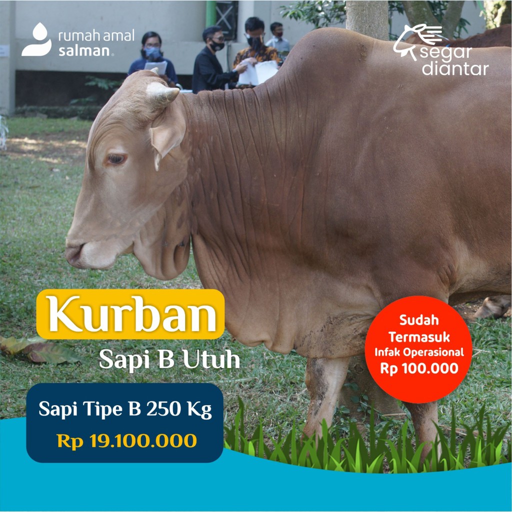 

Sapi B Utuh 250kg