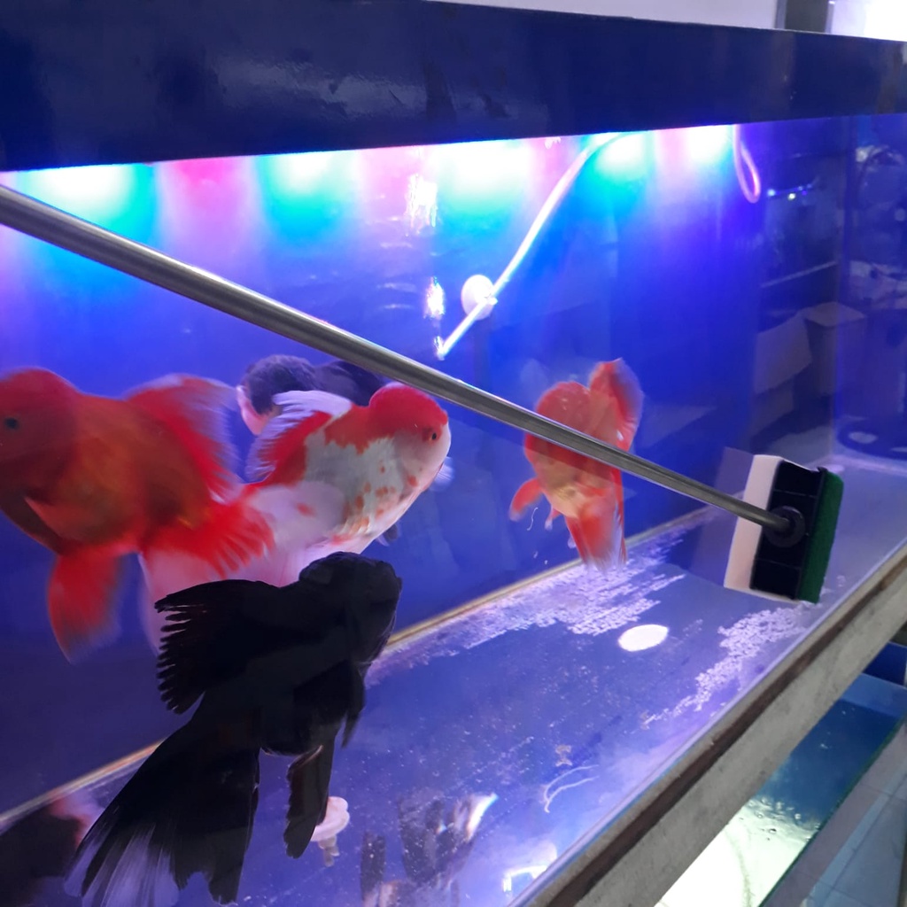 BUSA PEMBERSIH KACA 60CM SCAPER AQUARIUM , Pembersih AKUARIUM, CLEANER