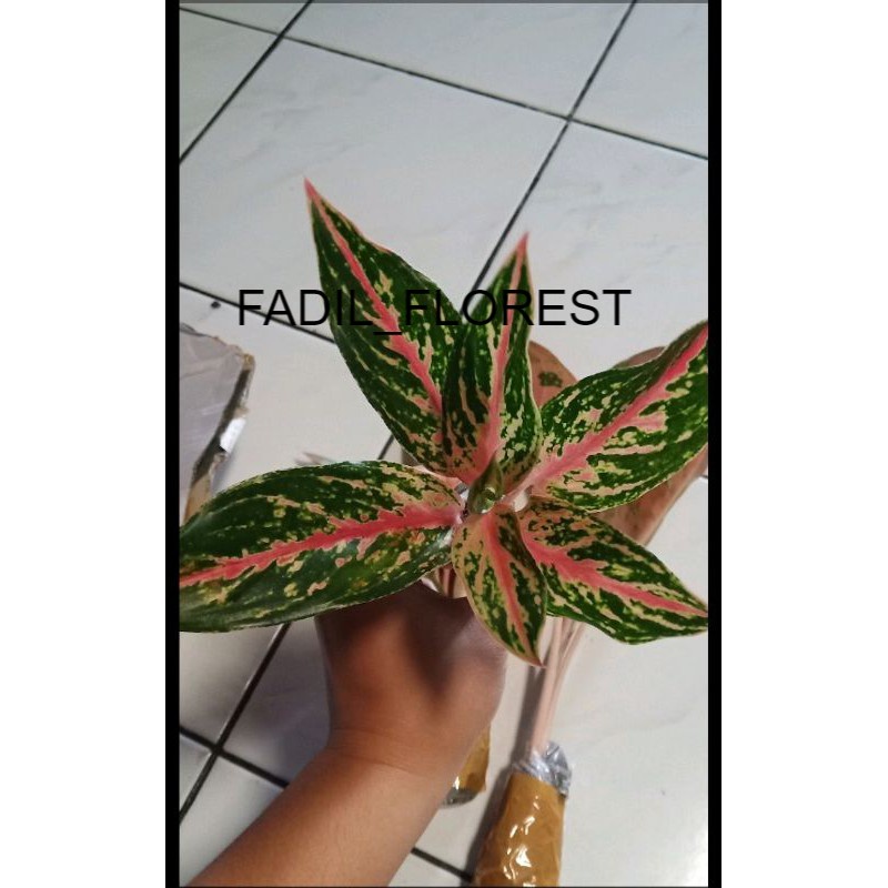 Aglonema butterfly baby SEED_AGLONEMA