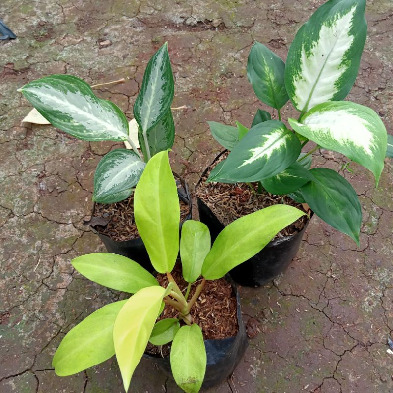 Paket 3 Tanaman Hias pohon Aglonema silver/Aglonema Diven/Srigading centong
