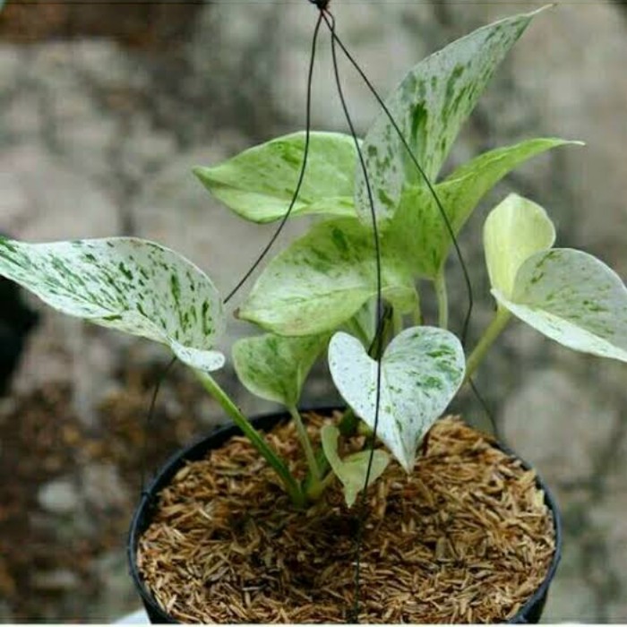 TANAMAN SRI GADING PUTIH / SRI GADING VARIGATA