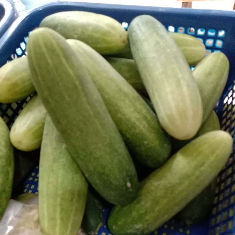 

timun1kg