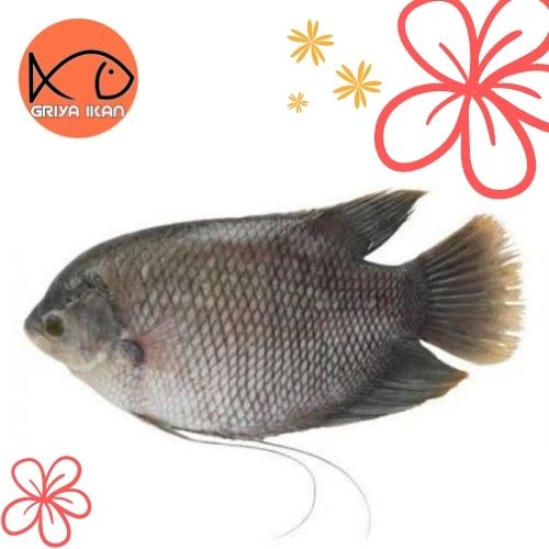 

IKAN GURAME HIDUP