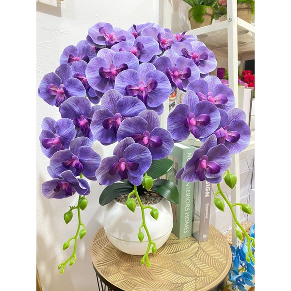 Anggrek Latex Cabang 3 JUMBO/Anggrek Hias/Bunga Hias/Anggrek Latex