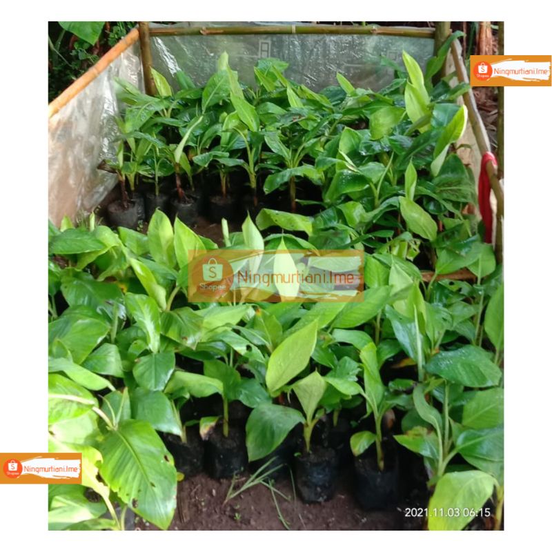 BIBIT PISANG MULYO FHIA17 SEMI KULTUR JARINGAN