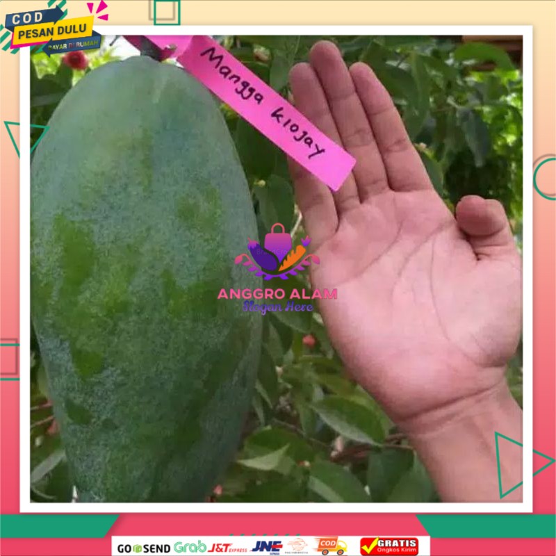Bibit mangga kiojay  jumbo