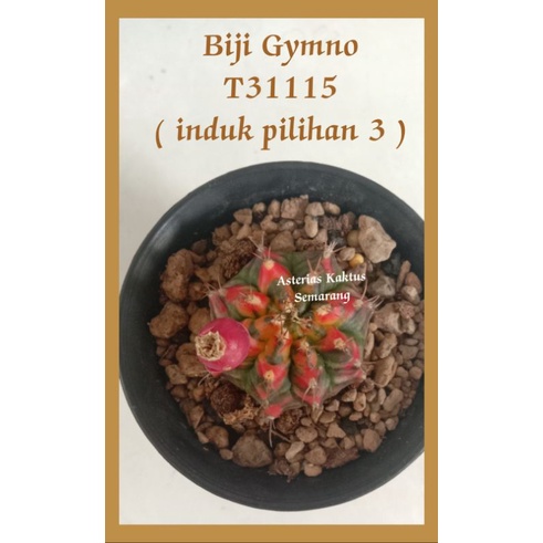 MURAH Biji Gymno Gymnocalycium T31115 ( induk pilihan 3 )