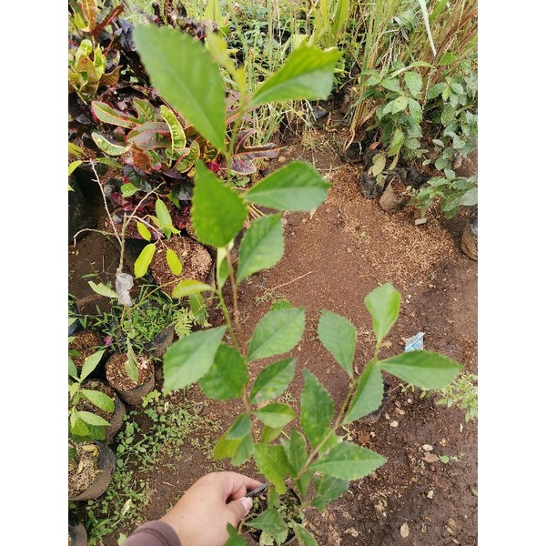 Tanaman pagar teh tehan / teh hutan / teh-tehan