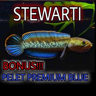 Image of Stewarti 7-8 cm Full pelet Full dot Grade A++