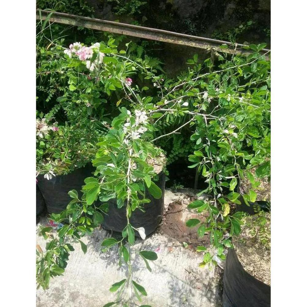 Bibit Buah Bibit Tanaman Buah Asam Keranji Kranji Asam Manis Asam Belanda /R¦ T1Me