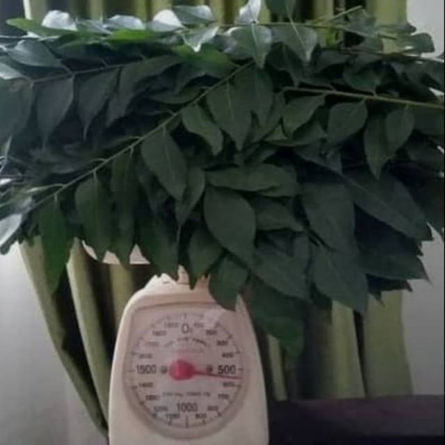 

Daun temurui/salam koja/ daun kari aceh
