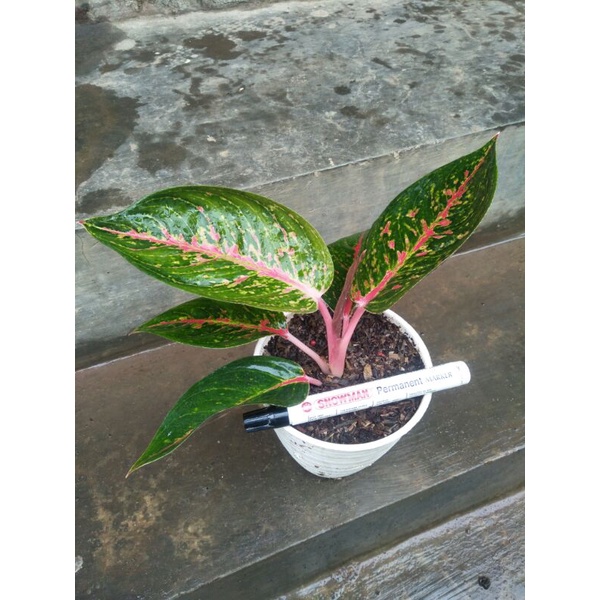 Aglaonema Hot Lady