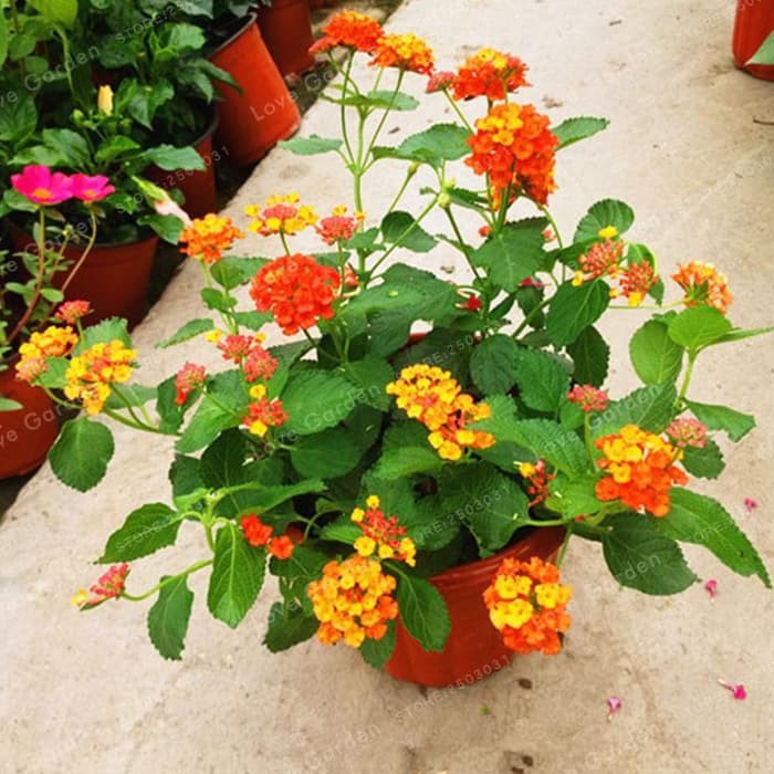 Biji Bunga Lantana Camara Orange - Bibit Tanaman Pohon Lantana Orange - Lantana Camara Oren - COD
