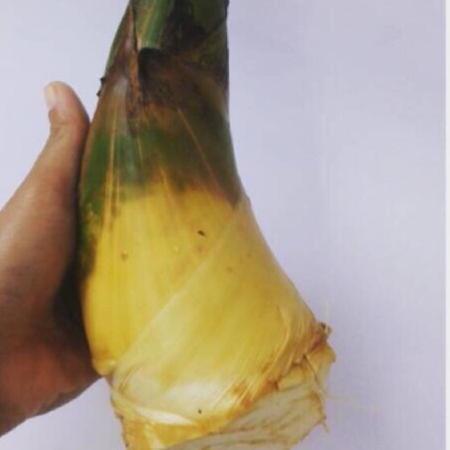 rebung bambu kuning1kg