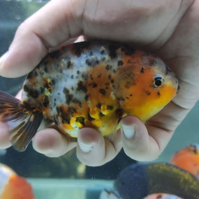 ikan mas koki ranchu/rancu size 10-12 cm reall