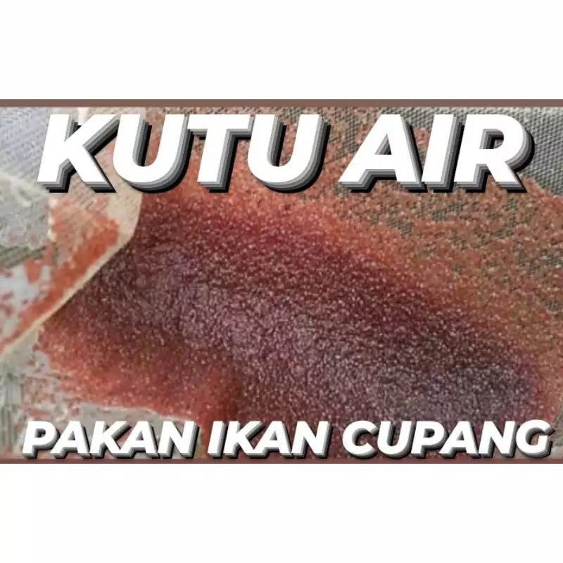 KUTIR/Kutu air pakan ikan cupang