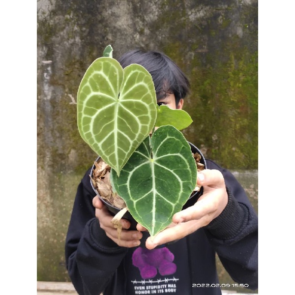 tanaman kuping gajah tarantula