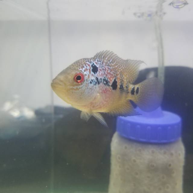 Female kamfa F3 ori Thailand