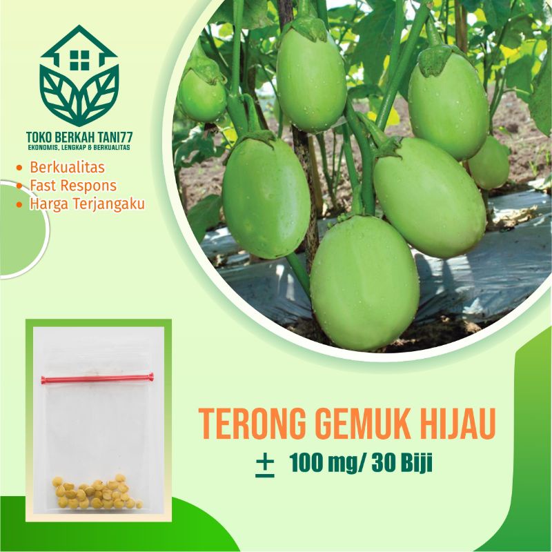BENIH SAYURAN UNGGUL TERLENGKAP TERJANGKAU BIBIT KUBIS TOMAT SAWI TERONG CABE BUNCIS BAYAM KANGKUNG-Terong gemuk hijau