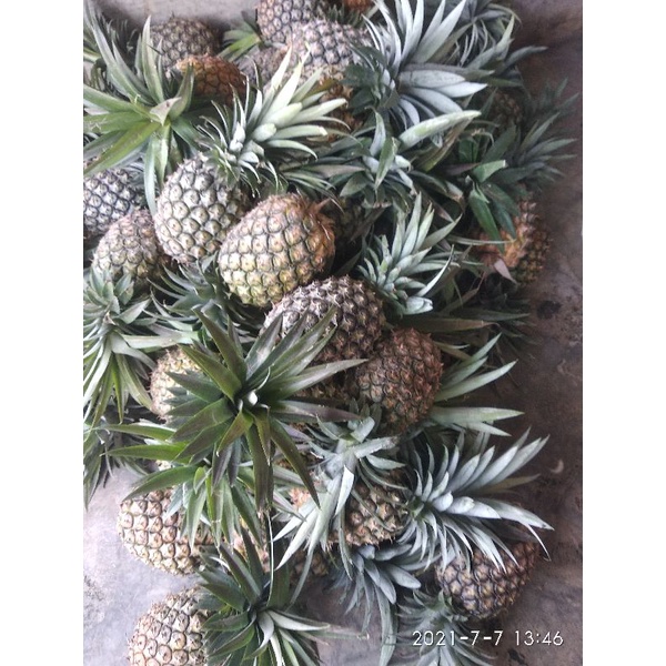 

nanas pengiriman medan