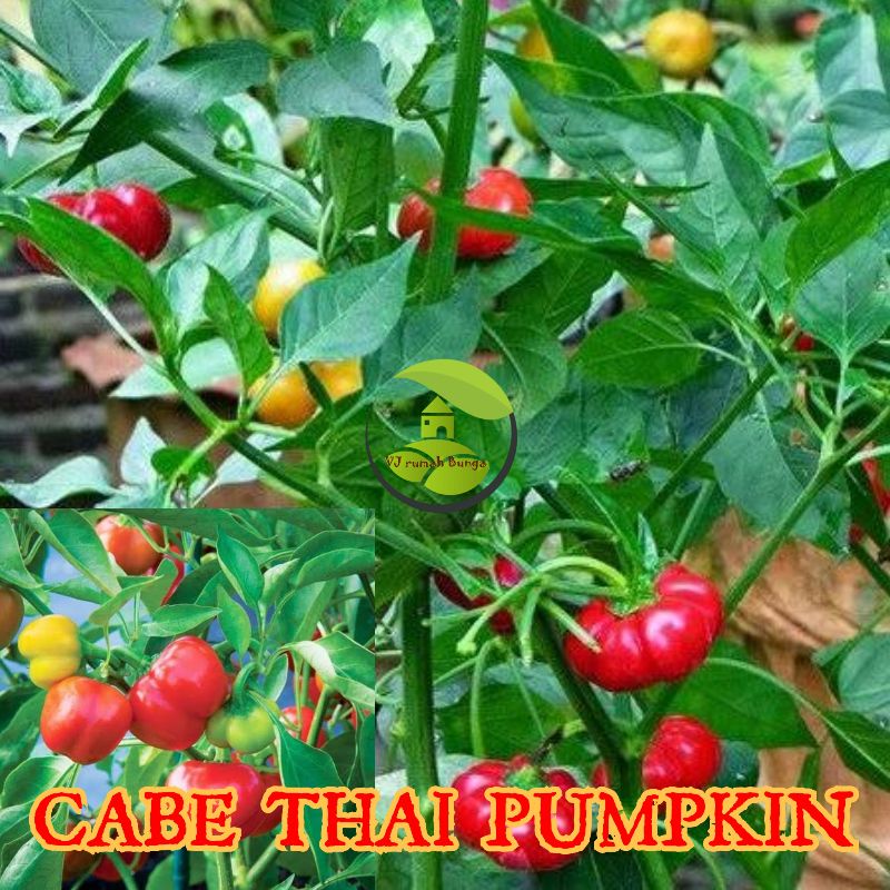 3biji-Benih Biji Cabai Hias Thai Pumpkin Cabe Hias Labu